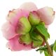 Aranjamente florale LUX - Buchet artificial LUX din 48 de bujori roz, Peonies