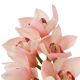 Aranjamente florale LUX - Buchet artificial LUX din 36 fire orhidee cymbidium, Orchids