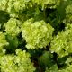 Aranjamente florale LUX - Buchet artificial LUX din 36 fire Hortensii verzi, Hydrangeas snowball