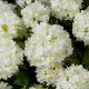 Aranjamente florale LUX - Buchet artificial LUX din 36 fire Hortensii albe, Hydrangeas snowball