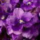 Aranjamente florale LUX - Buchet artificial LUX din 24 fire orhidee violet, Vanda Orchids