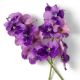 Aranjamente florale LUX - Buchet artificial LUX din 24 fire orhidee violet, Vanda Orchids