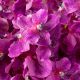 Aranjamente florale LUX - Buchet artificial LUX din 24 fire orhidee fuchsia, Vanda Orchids