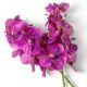 Aranjamente florale LUX - Buchet artificial LUX din 24 fire orhidee fuchsia, Vanda Orchids