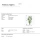 Aranjamente florale LUX - Planta artificiala decorativa Palma viajero, H240