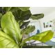 Aranjamente florale LUX - Planta artificiala decorativa Higuera violin, H250