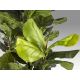Aranjamente florale LUX - Planta artificiala decorativa Higuera violin, H250