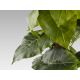 Aranjamente florale LUX - Planta artificiala decorativa Taro, H150