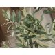 Aranjamente florale LUX - Planta artificiala decorativa Olivo, H180