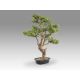 Aranjamente florale LUX - Planta artificiala, SOKAN BONSAI 81cm