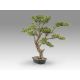 Aranjamente florale LUX - Set de 2 Plante artificiale, SOKAN BONSAI 81cm