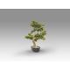 Aranjamente florale LUX - Planta artificiala, Bankan BONSAI 75cm
