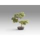 Aranjamente florale LUX - Planta artificiala, Bankan BONSAI 75cm