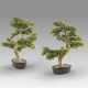 Aranjamente florale LUX - Set de 2 Plante artificiale, Bankan BONSAI 75cm