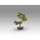 Aranjamente florale LUX - Set de 2 Plante artificiale, Bankan BONSAI 75cm