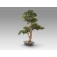 Aranjamente florale LUX - Planta artificiala, Chokkan BONSAI 83cm