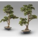Set de 2 Plante artificiale, Chokkan BONSAI 83cm