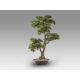 Aranjamente florale LUX - Set de 2 Plante artificiale, Chokkan BONSAI 83cm