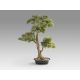 Aranjamente florale LUX - Set de 2 Plante artificiale, Chokkan BONSAI 83cm