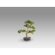 Aranjamente florale LUX - Planta artificiala, Moyogui BONSAI 51cm