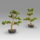 Set de 2 Plante artificiale, Moyogui BONSAI 51cm
