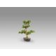 Aranjamente florale LUX - Set de 2 Plante artificiale, Moyogui BONSAI 51cm