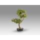Aranjamente florale LUX - Planta artificiala, Bankan II BONSAI 49cm