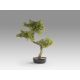 Aranjamente florale LUX - Planta artificiala, Bankan II BONSAI 49cm