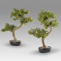 Set de 2 Plante artificiale, Bankan II BONSAI 49cm
