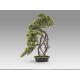 Aranjamente florale LUX - Planta artificiala, Kengai BONSAI 74cm