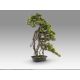 Aranjamente florale LUX - Set de 2 Plante artificiale, Kengai BONSAI 74cm