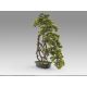Aranjamente florale LUX - Set de 2 Plante artificiale, Kengai BONSAI 74cm