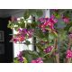 Aranjamente florale LUX - Set de 2 plante artificiale, Bougainvillea roz H-120cm